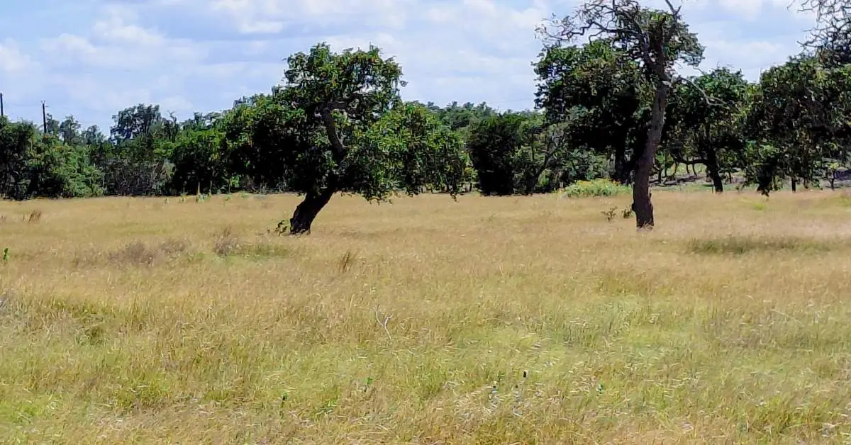What is a perc test? Texas Hill Country acreage with oak trees requiring septic site evaluation before development